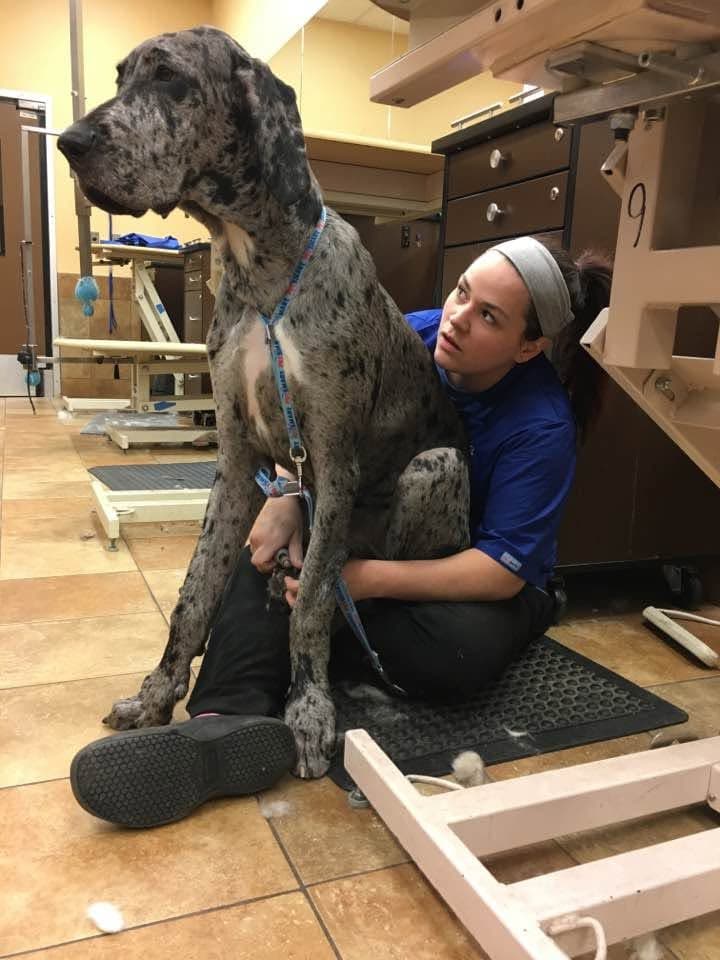 Kendra grooming a Great Dane during her early salon years
